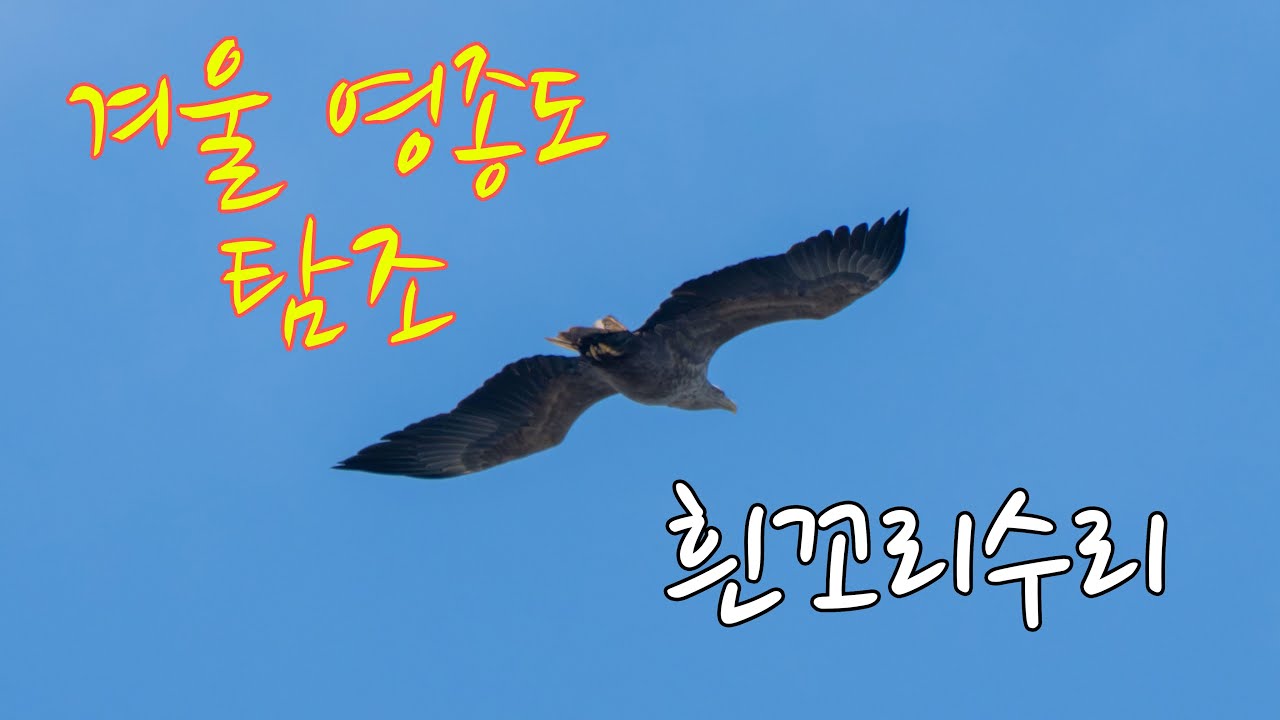 겨울, 영종도 탐조 #birds #탐조 #a6700 #영종도