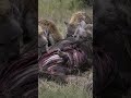 Hyenas Are More Terrifying Than You Think 💀