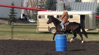 Training a Barrel racing Horse