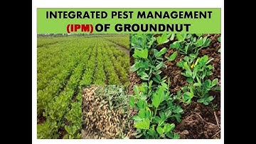 IPM  OF GROUNDNUT