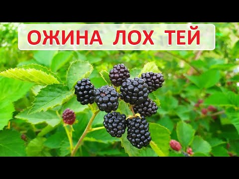 Ожина Лох Тей