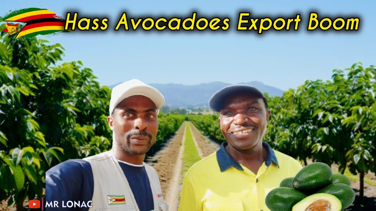 Inside Zimbabwe’s Avocado Export Boom: Africa’s Billion-Dollar Opportunity