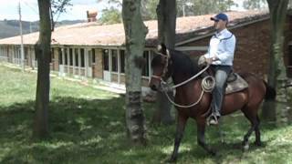 caballo tamarindo capon de  paso fino