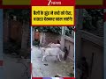 Viral Video: बैलों के झुंड ने बच्चे को घेरा, VIDEO देखकर दहल जाएंगे! #bullsattack #childattack