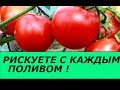 С КАЖДЫМ ПОЛИВОМ ВЫ РИСКУЕТЕ ПОДХВАТИТЬ ФИТОФТОРУ, ПРОСТОЙ СПОСОБ ЗАЩИТЫ ТОМАТОВ