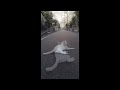のび太クン道でまったりする 2025_0616