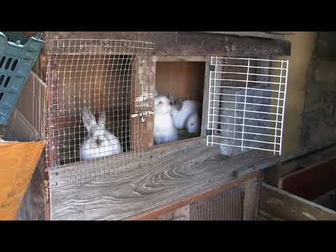 როგორ ვიყოლიოთ ბოცვერი კორპუსის პირობებში...