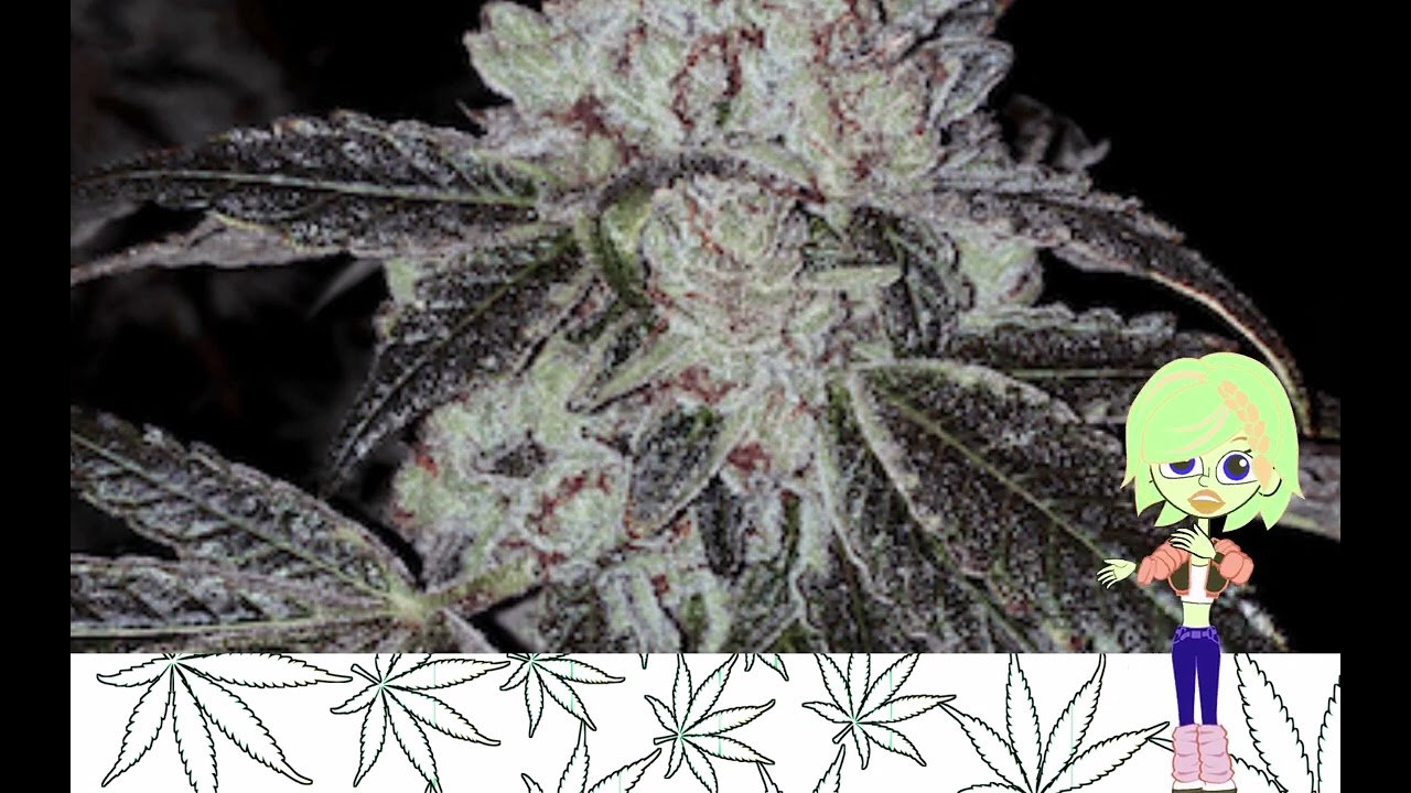 OG Kush Auto   Ethos Genetics