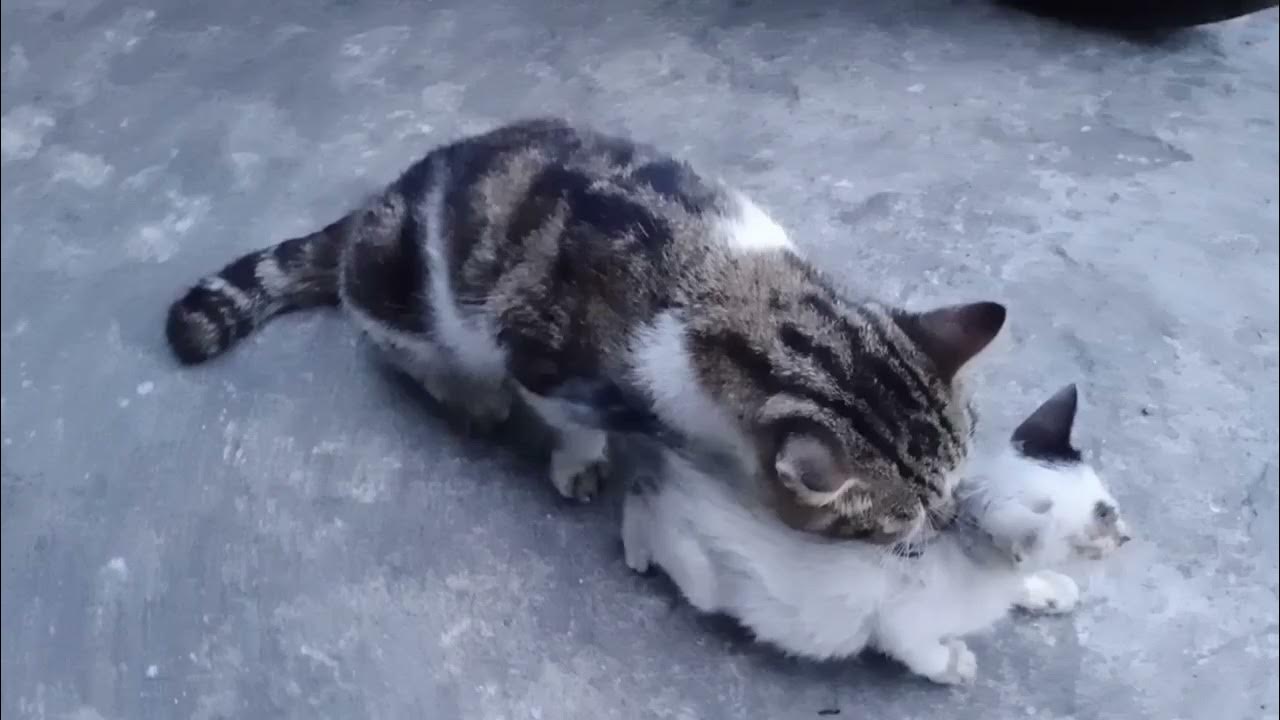Cats Mating with minor kitten at the backdoor 😲 YouTube
