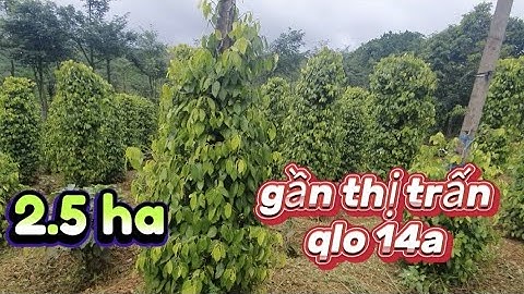 2.5 ha Ngay thị trấn vs qlo 14a dak song - dak nông ful tiêu vs cfe nguyên lô 3.4 tỹ SĐT: 0769414131