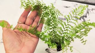 видео: ИЗЛИШКИ растений 🌿на 27.08.25г☘️часть 1🌺#комнатныерастения #plants #растенияпочтой #цветы картинка: ИЗЛИШКИ растений 🌿на 27.08.25г☘️часть 1🌺#комнатныерастения #plants #растенияпочтой #цветы