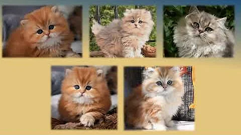 Video 5860121: golden british longhair, cattery