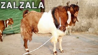 ZALZALA Most Beautiful & Rubabdar Malwa Of The Year 2023 At ZAK Goats
