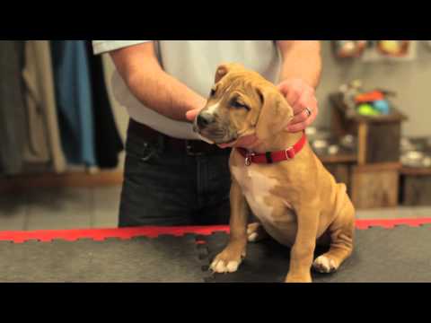 Video: Ako povedať, či je vaše šteniatko čistokrvné