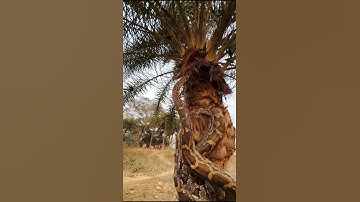 "Splendid view of the python snake climbing up the palm tree!" #snakeresque #snake #cobra #reels