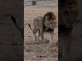 She’s not in the mood! Male lion Olepos (Salas brothers) tried to mate with a Rekero pride lioness