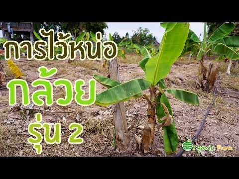 การไว้หน่อกล้วยรุ่น 2