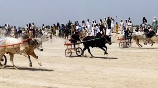 New Bull Race June 23, 2020 Chak 63/12L .Round Ka Jalsa,All Junabi Punjab K Bail. نیو بیل ریس