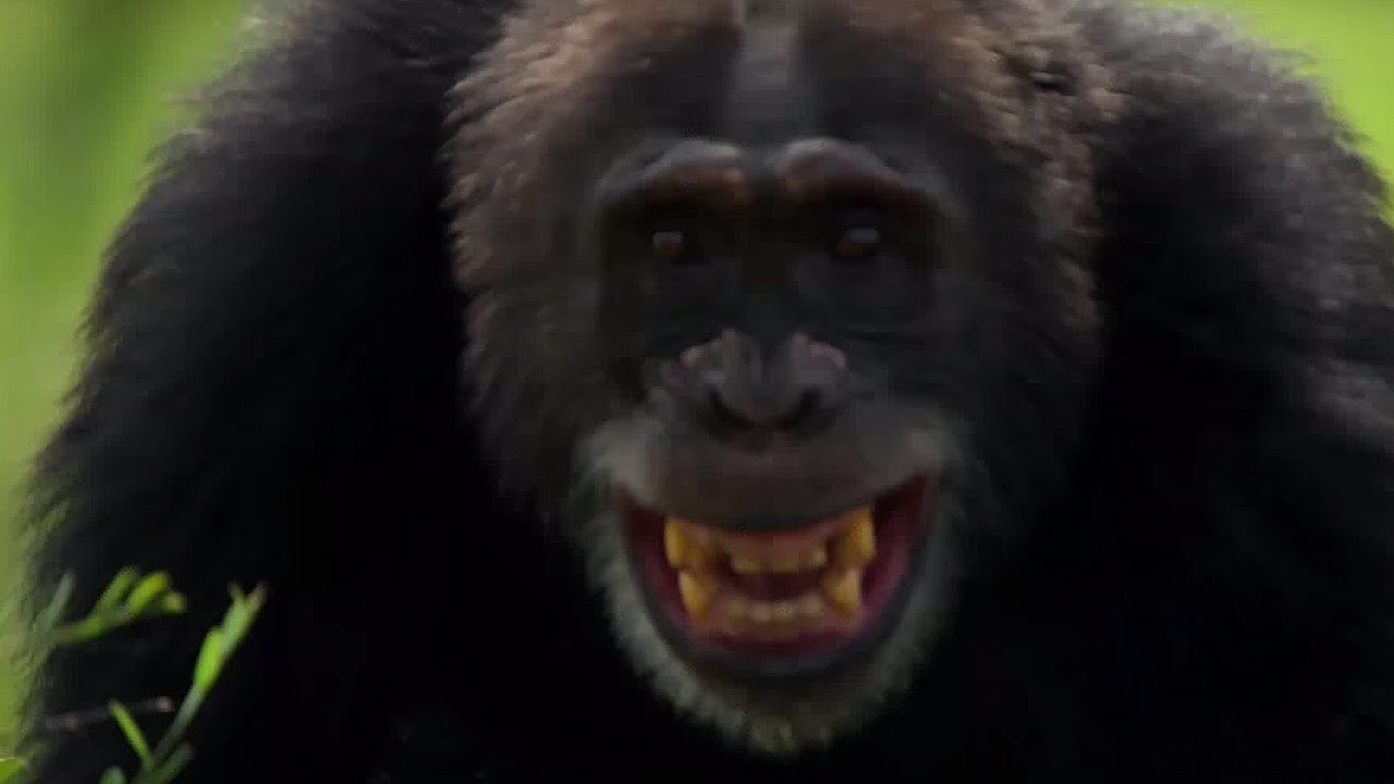 ⁣Chimpanzees Attack Young Male  | Life Story | BBC