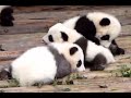 Super Cute BABY Pandas: Sweet like Marshmallow!