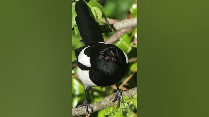 Magpie's chirpy calls - UK bird sounds #shorts