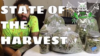 State of the Harvest | What We Did to Increase Our Yield in our Weed Garden | Marijuana Harvest