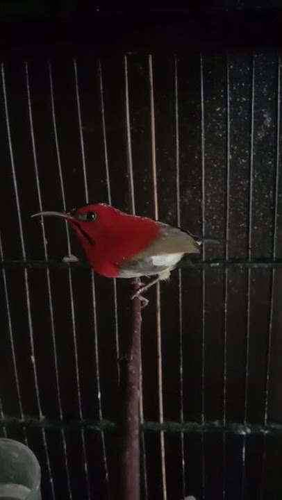 sepah raja memanggil lawan