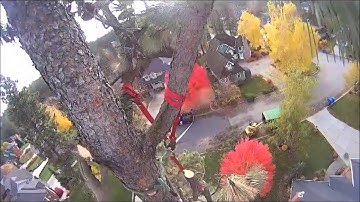 DAYNE KLUNDT REMOVING A PINE TREE USING A SPEED LINE TECHNIQUE.