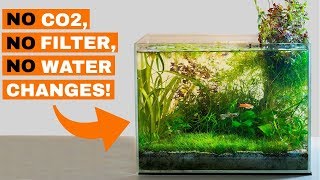 8 MONTH UPDATE: No Filter, No CO2, No Ferts, No Water Changes - 5 Gallon Nano Dirted Tank by Regis Aquatics 951,063 views 4 years ago 17 minutes