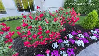 Lindas flores 🌹🌹🌹🌹🌺🌺🌲 acá quortando grama 🚜