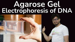 Agarose gel electrophoresis of DNA | agarose gel electrophoresis principle and procedure explained