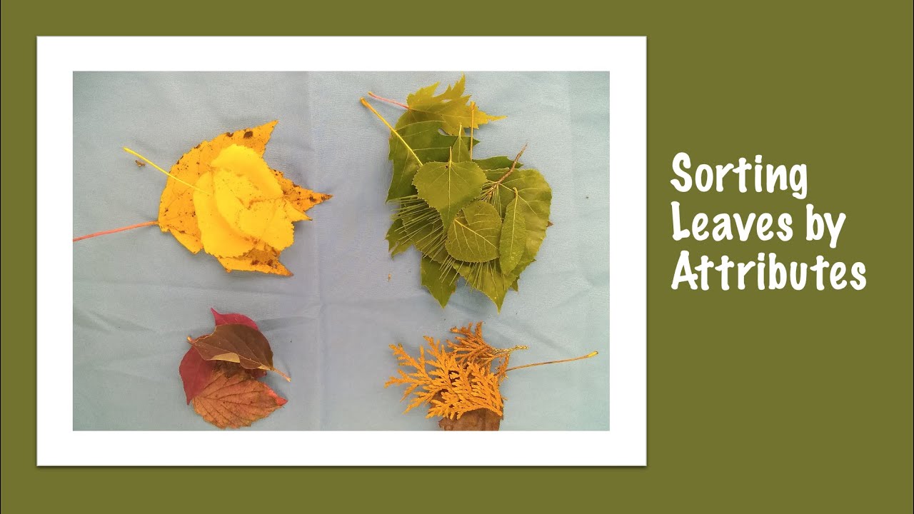Sorting Leaves by Attributes Activity YouTube