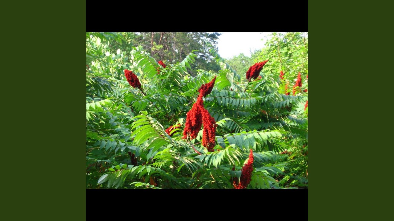 Watch Smooth Sumac on YouTube Watch Smooth Sumac on YouTube