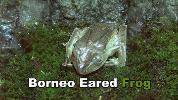 Borneo Eared Frog or Bony Headed Flying Frog - Polypedates otilophus