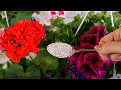 Video: Šta se može učiniti da cvijeće duže traje u buketu