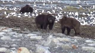 Wild Bears Paradise Медвежий рай by MrDKedrov 2,401 views 5 years ago 5 minutes, 51 seconds