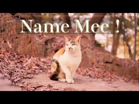 捨てられて公園デビューした三毛猫みーちゃん一歳があまりにいじらしいので‼|Cinematic Cat Video - Shot on SONY a7Cii