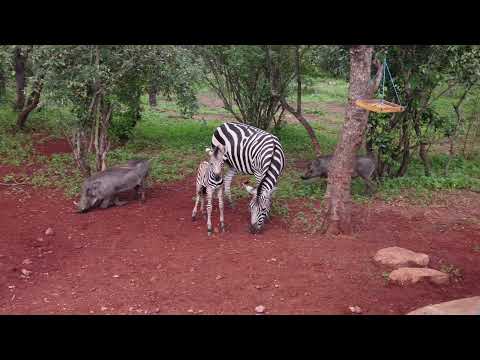Marloth Park zebra