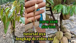CARA stek durian/cara sambung pucuk durian usia dini anti gagal