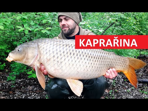 Video: Jak Krmit Kapry