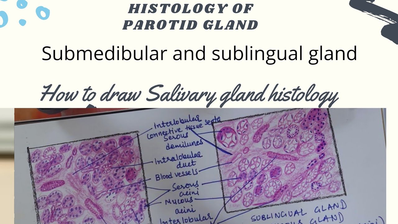 Salivary Gland Histology Dawing/Parotid /Submandibular / Sublingual
