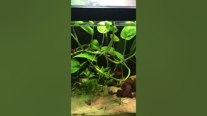 Can I grow POTHOS underwater? #shorts #aquascape #aquarium #fishtank