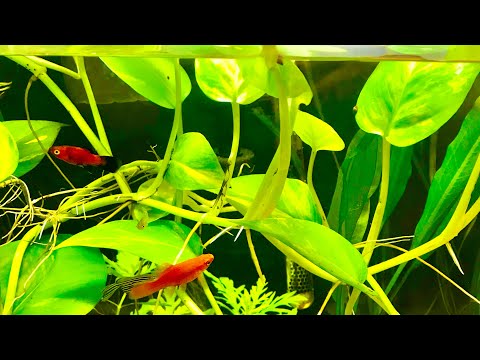 Video: Can A Pothos Live In Water: Loj hlob Pothos Hauv Dej Vs. Av