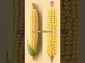 GMO Foods Explained What You Need To Know In 2024 GMO Foods Explained What You Need To Know In 2024