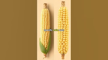 GMO Foods Explained: What You Need to Know in 2024