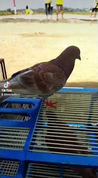 denil kancil  loss cep