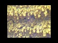 slime mold timelapse x4