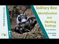 Solitary Bees: Identification and Nesting Ecology