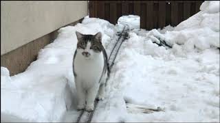 Kater Niesy vs. Gartenbahn