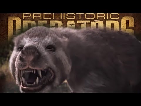 Prehistoric Predators - Amphicyon